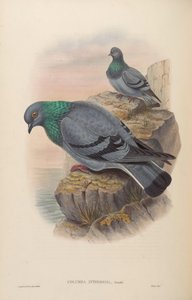 Columba intermedia = Columba livia intermedia da John Gould